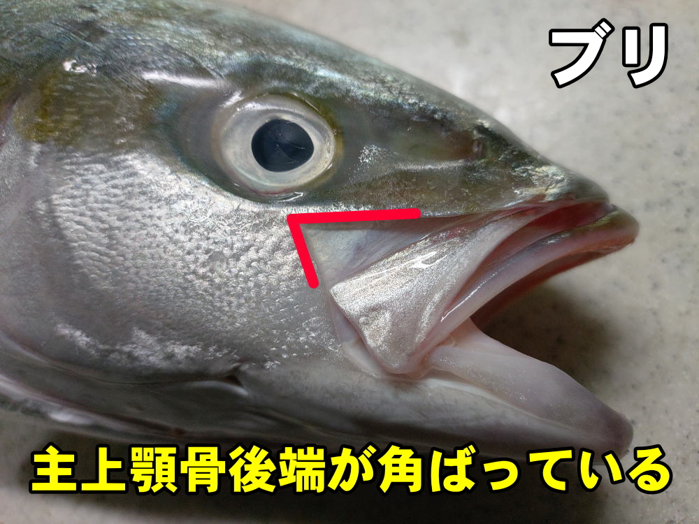 ブリの特徴１
