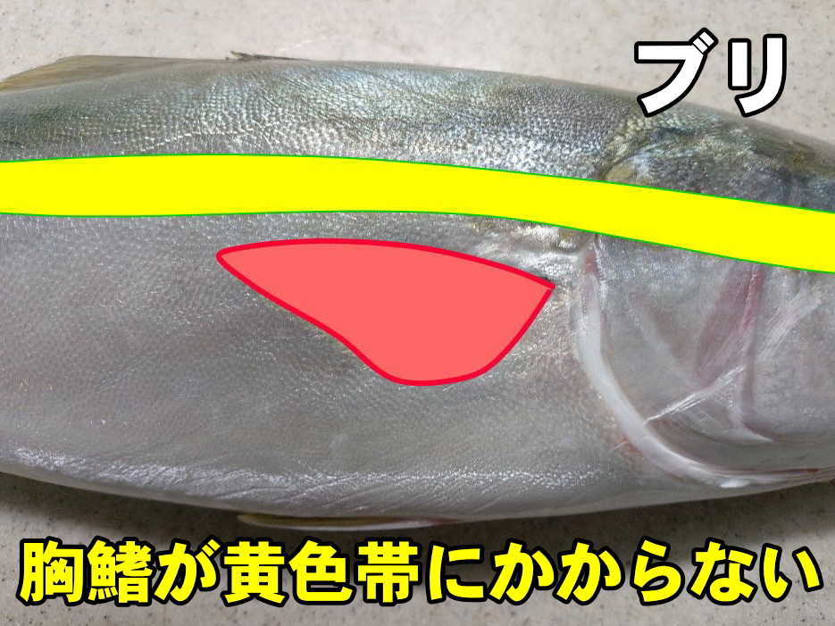 ブリの特徴２