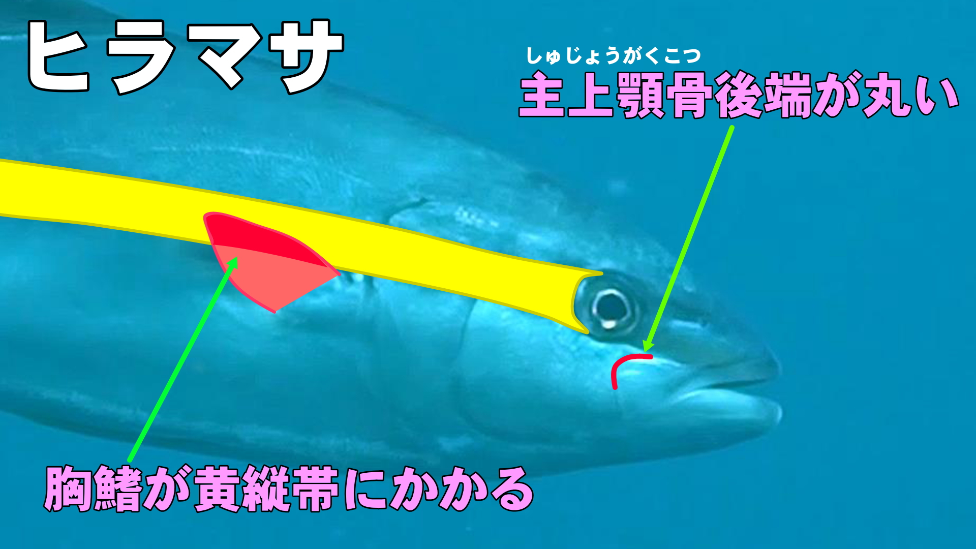 ヒラマサの特徴