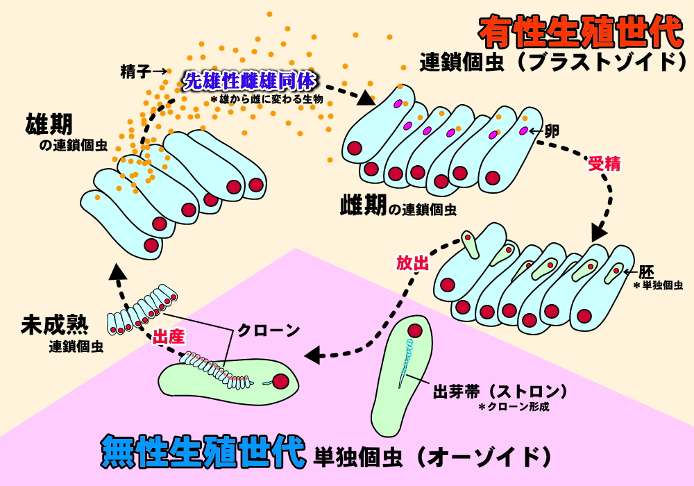 サルパの生活環