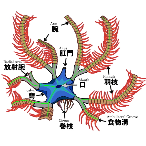 ウミシダの構造